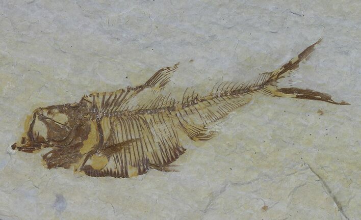 Bargain, Diplomystus Fossil Fish - Wyoming #58617